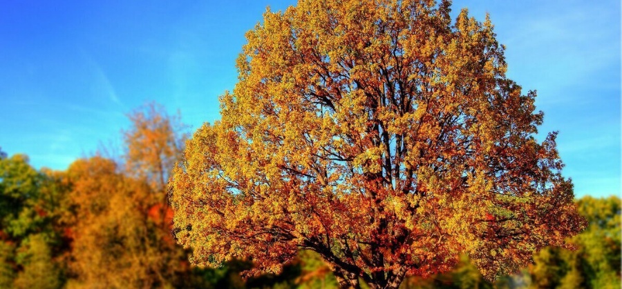 Træer i efterårsfarver