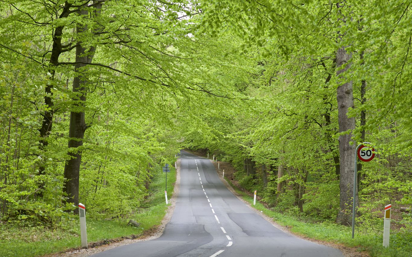 Vej igennem skov